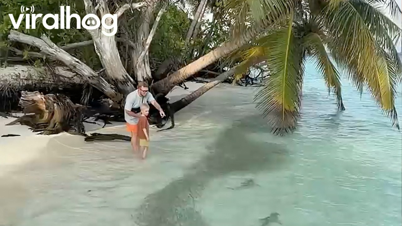 Sharks Hunting Small Fish in Shallow Water || ViralHog