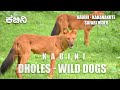 DHOLE - Wild Dogs from Kabini - Nagarahole Tiger Reserve