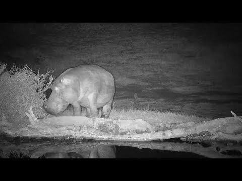 Djuma: Lone Hippo arriving(one with healing leg injury) -  21:01 - 08/18/19