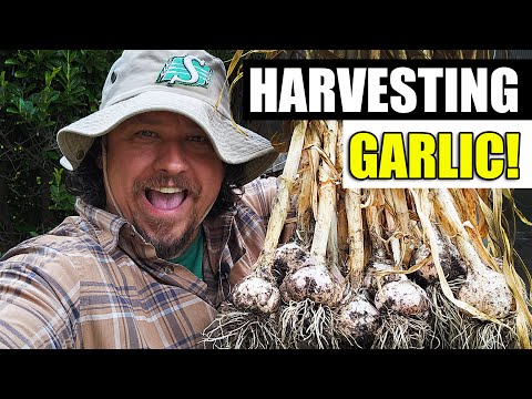 Harvesting Your Garlic The Definitive Guide For Beginners