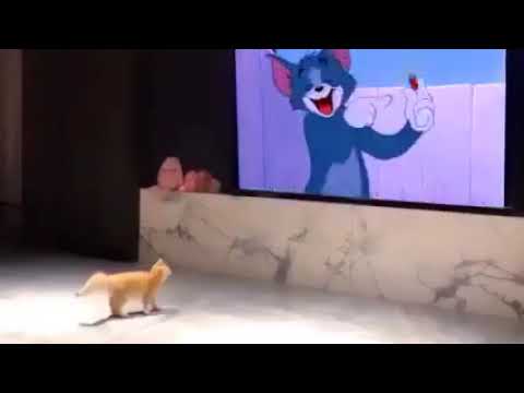 kitten watching tom Jerry and scare 🤣🤣🤣