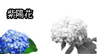 紫陽花 / Ken 【prod. P.J INLAND 】
