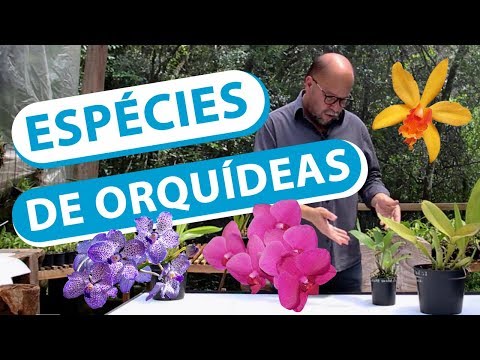 , title : 'ESPÉCIES DE ORQUIDEAS 🎋🌸💐'