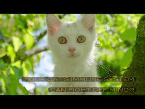 Benefits of Omega-3 for Cats