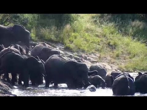 Djuma: Elephant herd having a pool party-Pt:1 - 08:41 - 03/19/20
