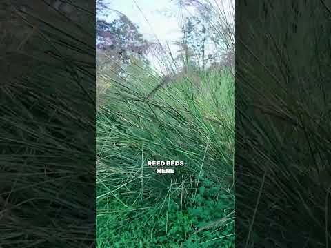 Vetiver Reed Beds: Natural Household Wastewater Treatment