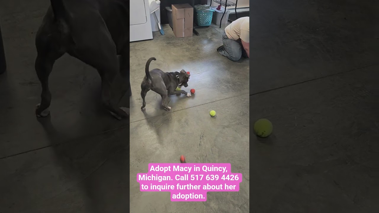 Enlarge Macy, a Adoptable mixed breed in Quincy, MI video 3/3