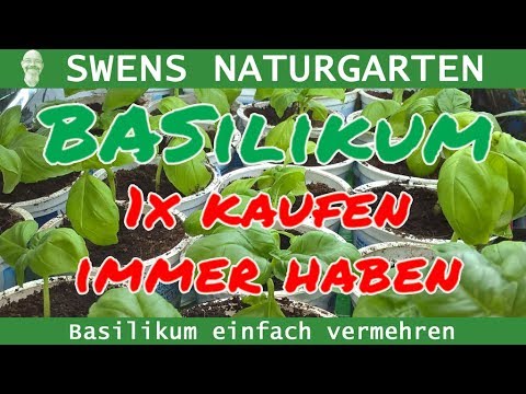 Basilikum massig vermehren