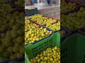 40 किलो नींबू यहाँ Biggest Lemon Market Of India AGRIL CAREER