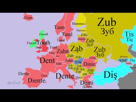 Parts of the Body (Head) | European Languages Comparison