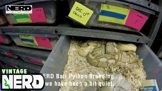 NERD Ball Python Breeding.... we have been a bit quiet..