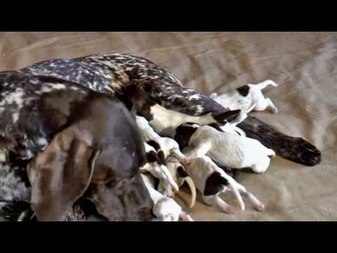 HUNTING DOG PUPPIES - Deutsch Kurzhaar Donau-Wirbeln "N" litter