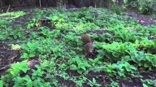 Red Squirrels on Tresco