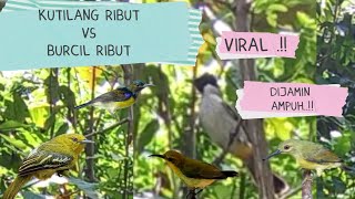 Download lagu Suara Pikat Kutilang Ribut Vs Burcil Ribut Paling Viral mp3