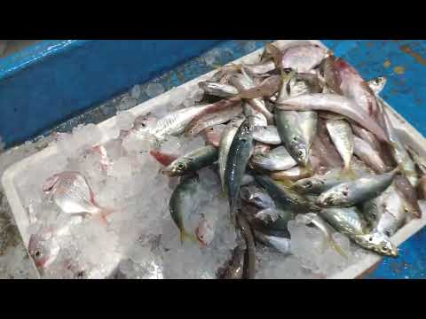 Amazing Gill Net Fishing Line On the Boat #13