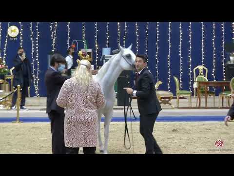 N 26 LOUBANA AL QASEM   Straight Egyptian World Championship 2020   Mares 4+ Years Old Class 3A