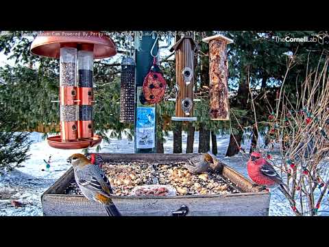 Pine Grosbeak Gets Aggressive, Claims Spot At The Ontario Feeders – Feb. 4, 2022