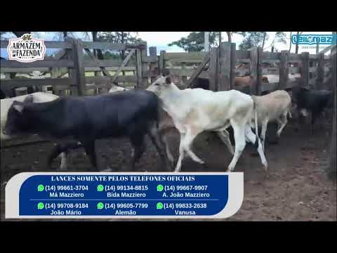 Leilão Leilomazi - Dois Córregos (25/03/2026)