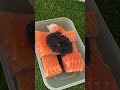 Giving My Pet Seagull Expensive Caviar Salmon
