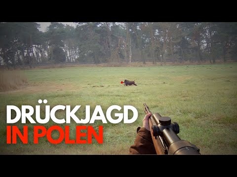 Best driven hunt in Poland - 2023
