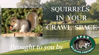 SQUIRRELS IN YOUR CRAWL SPACE