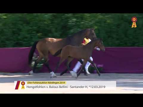 Fohlen von Balous Bellini x Santander