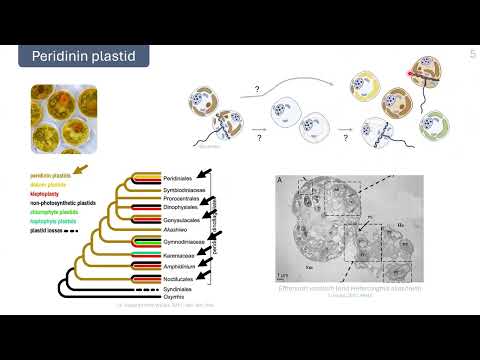 DinoSphere Seminar Nov 2025 - Edmée Royen & Nicolas dos Santos Pacheco