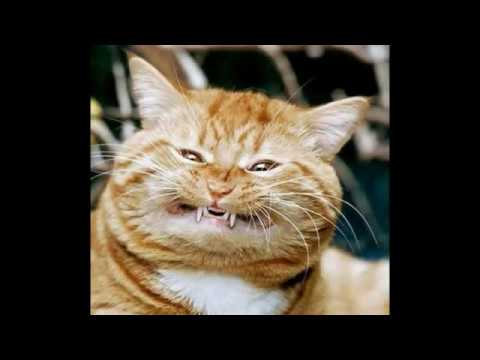 The Tokens - The Lion Sleeps Tonight [Featuring Funny Kitty Cats] (1961)