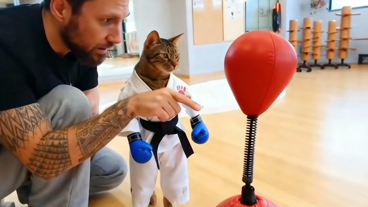 Cats Boxing Punching Bag Compilation | Cat Boxing Bag Caught on Camera