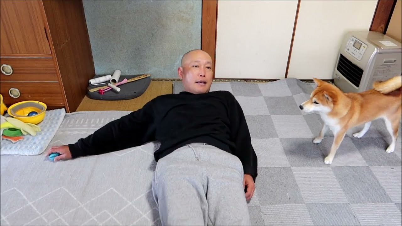 目測を2回誤る犬 #shorts