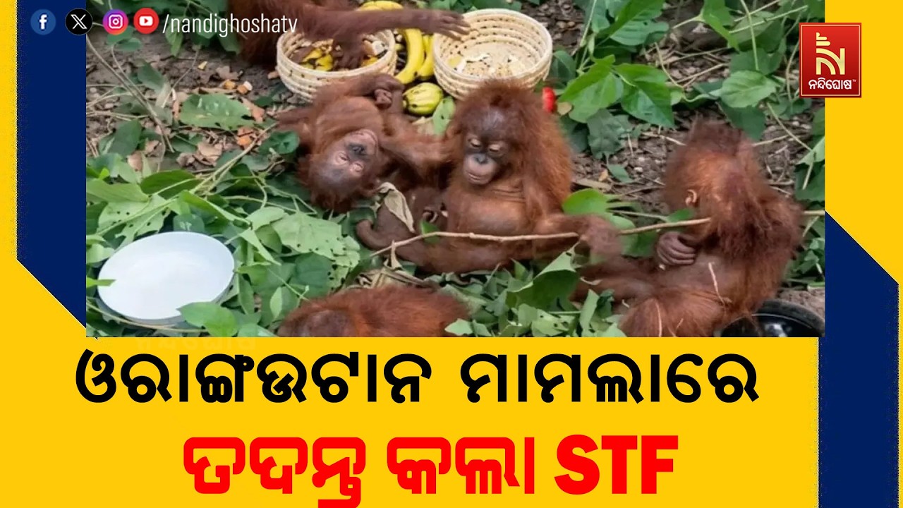 ବାଲେଶ୍ଵରକୁ କେମିତି ଆସିଲେ ଓରାଙ୍ଗଉଟାନ;  ଏହାର ତଦନ୍ତ କରୁଛ