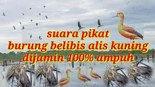 Download lagu suara pikat burung belibis ampuh‼️ 2022 lesser whistling duck #1 mp3 Download lagu suara pikat burung belibis ampuh‼️ 2022 lesser whistling duck #1 mp3