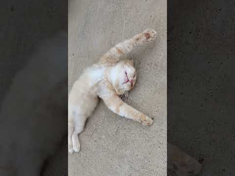 trending# cats dancing mood# Lami🐈🐈‍⬛