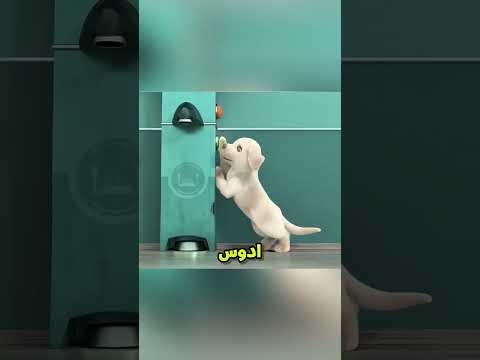 الكلب القصير بيدخل مركز تتريد وبيكون الاقوة بعد مكان اضعف كلب😲🐶؟
