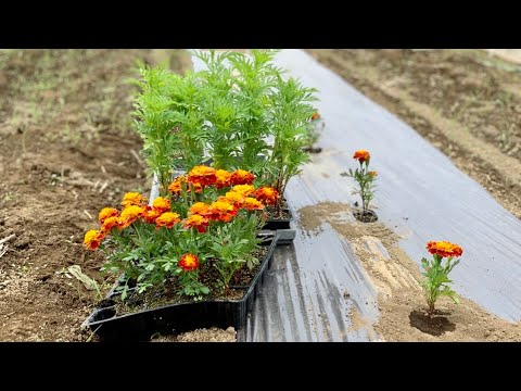 なぜマリーゴールドを菜園に植えるのですか？いつ、どのように行うのですか?  庭園