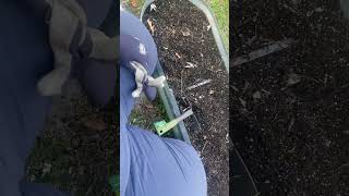 Roscheeta Monique is live! Garden Bed Clean up 2 results