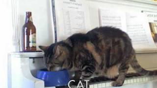 cat piano