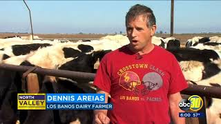 Los Banos dairy farmer could face charges for allegedly dumping animal waste