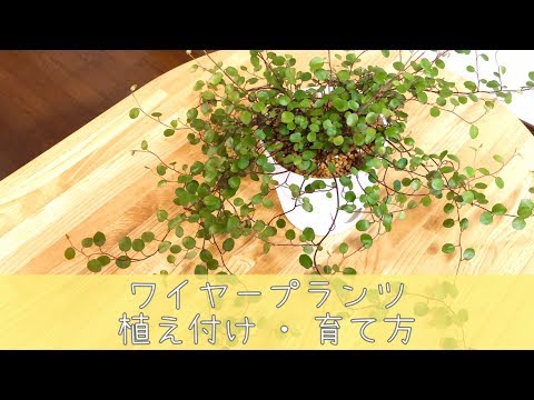 ワイヤー・シュミーレ 植物