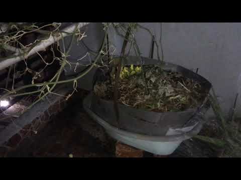 Đi tưới cây vào buổi tối - TT 39