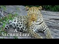 A Secret Life Part 2