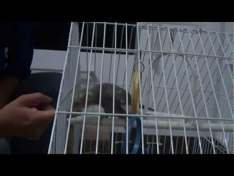 Calopsita nervos.MP4