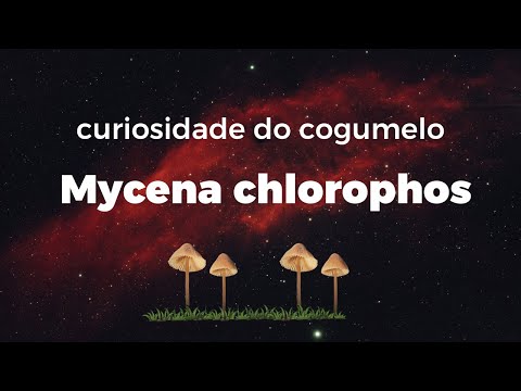 Curiosidades do mundo   cogumelo Mycena chlorophos