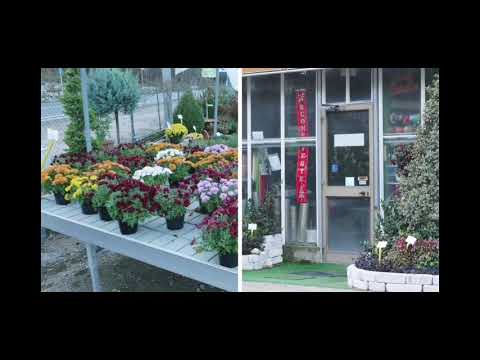 Florcenter dettaglio