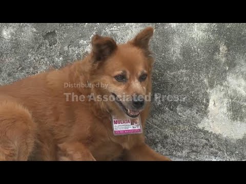 Havana residents feed stray cats and dogs as the economic crisis bites