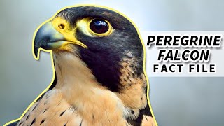 Peregrine Falcon Facts: the FASTEST bird | Animal Fact Files