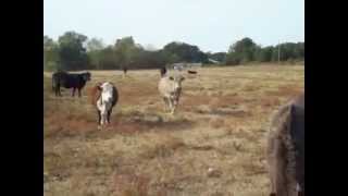 sugar, my mule and cows