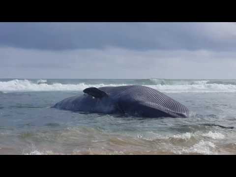 Whales ahangama beach