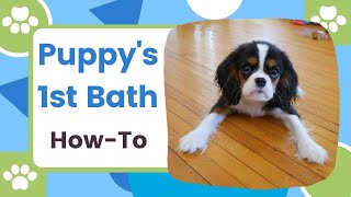 How to Give a Puppy Cavalier King Charles Spaniel Their First Bath in the Sink
