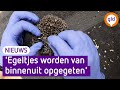 Dierenambulance heeft hulp nodig met het redden van egels, want die worden levend opgegeten.